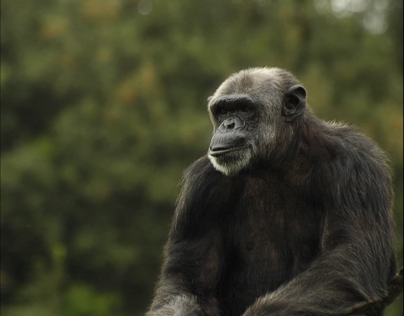 Šimpanzí alfa samec. Foto Flickr.com/ Riccardo Cuppini