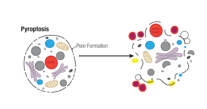 Foto: Cell Signaling Technology