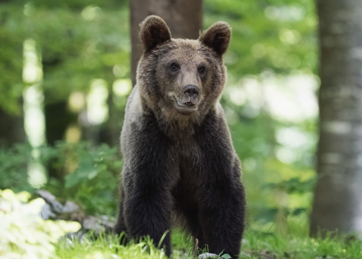 Medveď, ilustračná fotografia. Foto: Pixabay