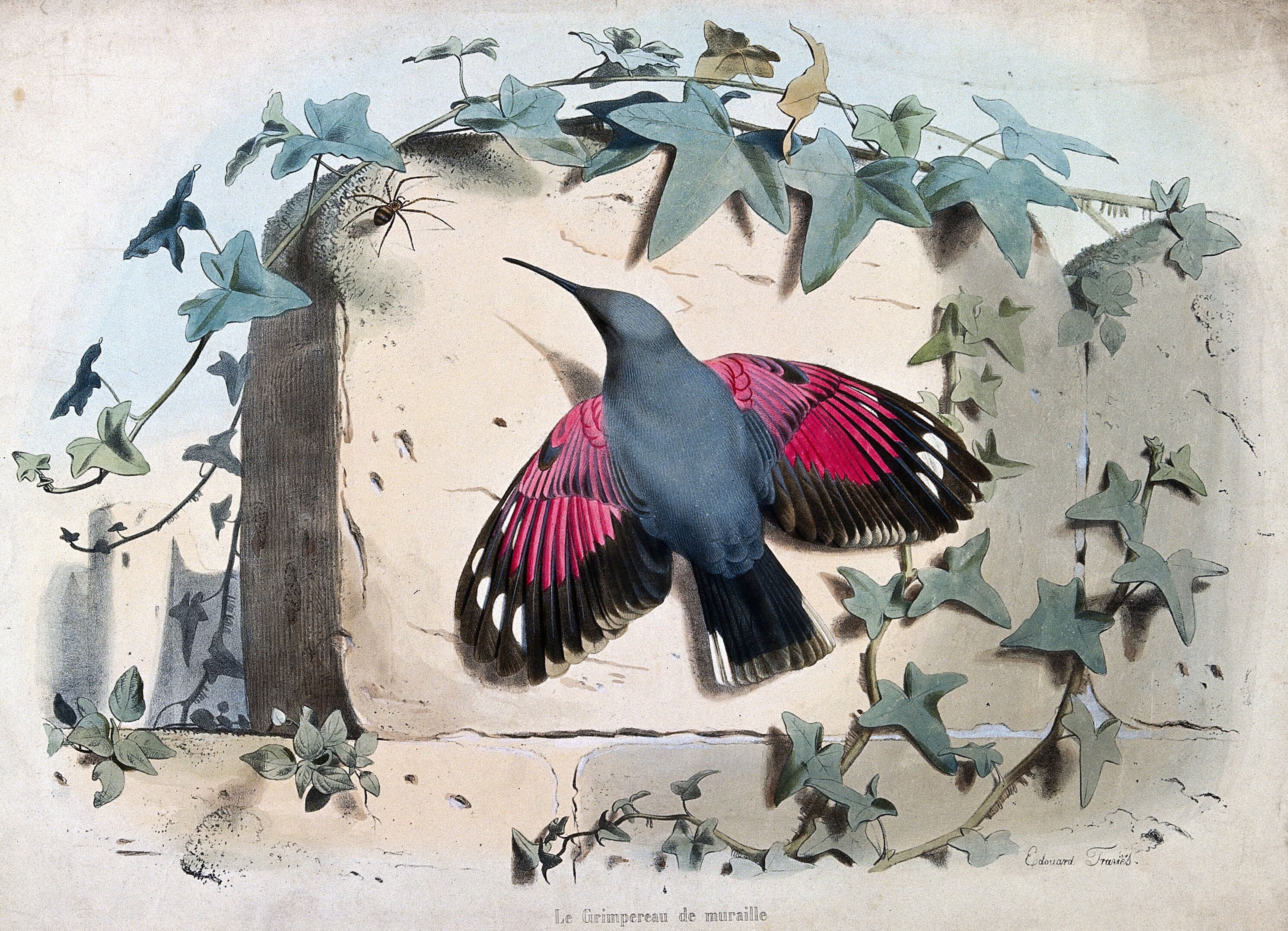 Ilustrácia od Édouarda Travièsa z roku 1830. Foto Wellcome Collection