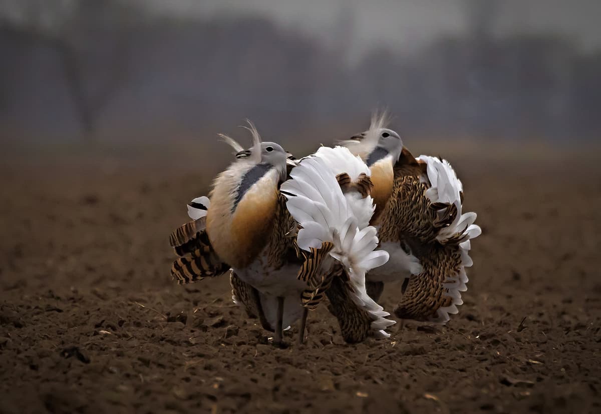 Drop veľký. Foto Facebook/Bratislava hlavné mesto SR