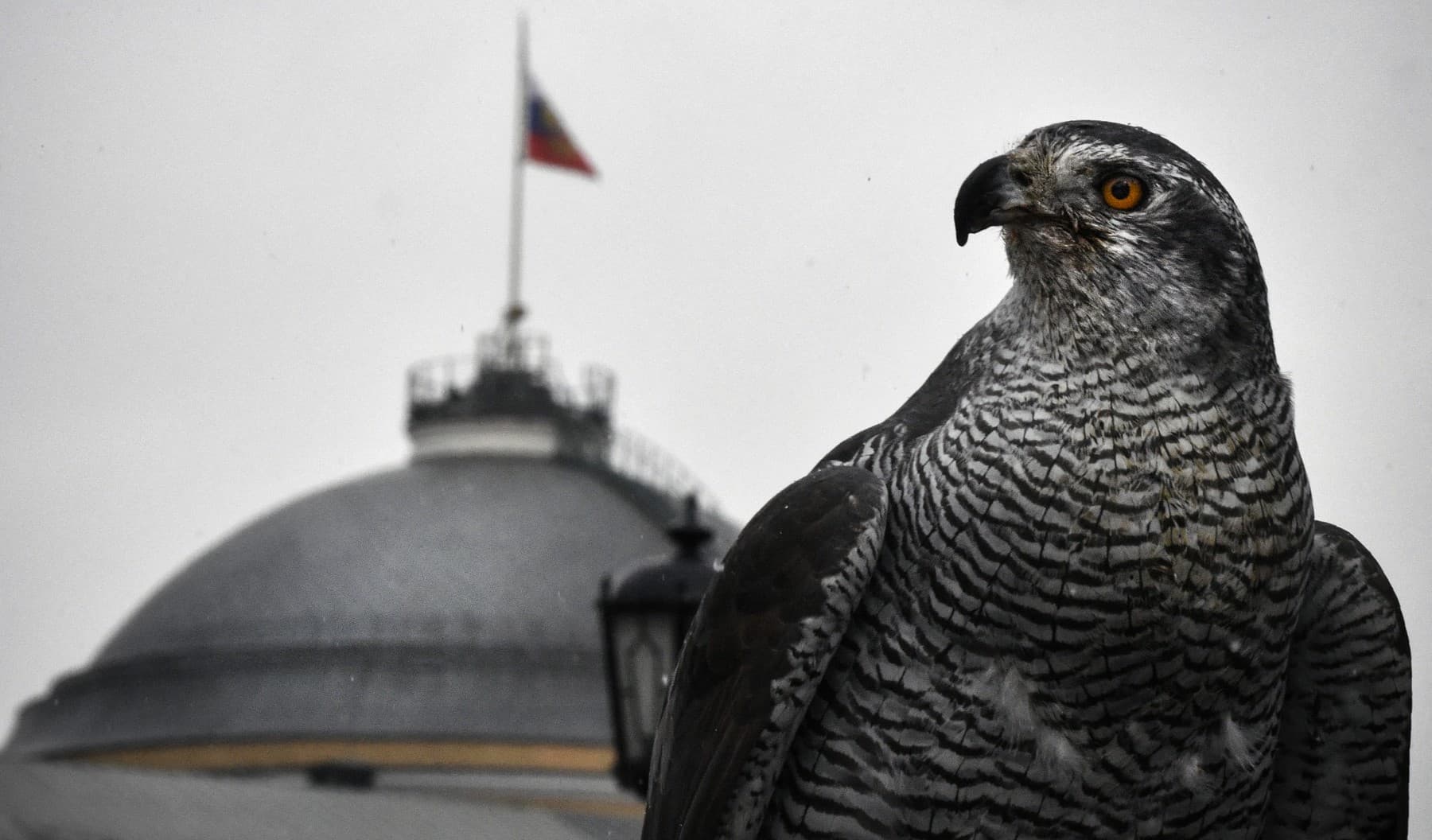 Sokol s ruskou vlajkou v pozadí. Foto: Alexander NEMENOV / AFP / AFP / Profimedia