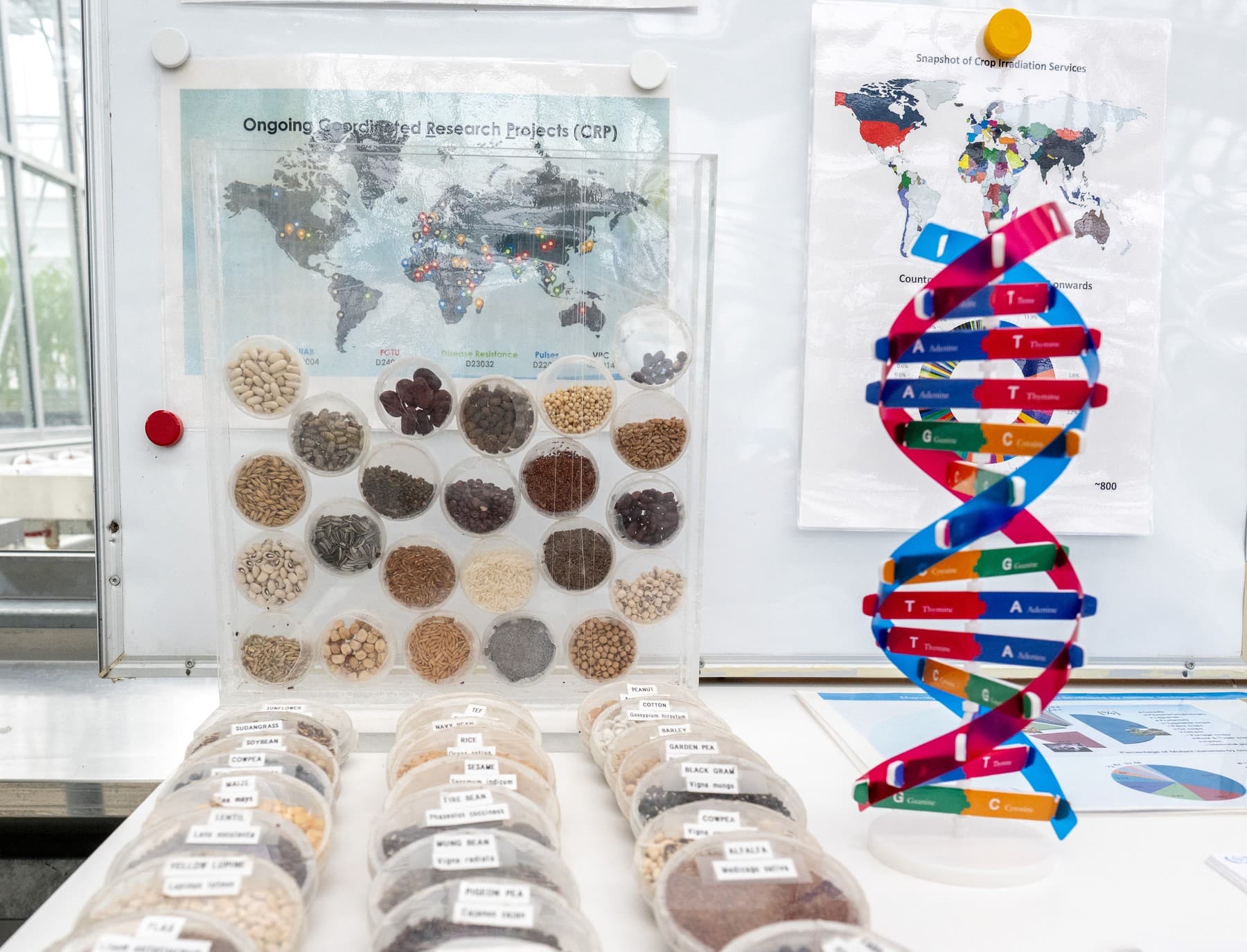 Vzorky semien a model DNA v Laboratóriu šľachtenia rastlín a genetiky Medzinárodnej agentúry pre atómovú energiu v rakúskom Seibersdorfe. Foto: Joe Klamar / AFP / Profimedia
